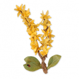     Sizzix Thinlits 2PK - Flower, Forsythia #658406